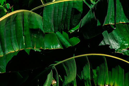 Green Banana Leaves Plants