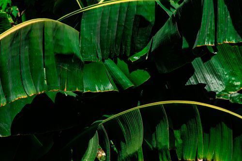 Free Close-up of vibrant green banana leaves showcasing natural texture and freshness. Stock Photo