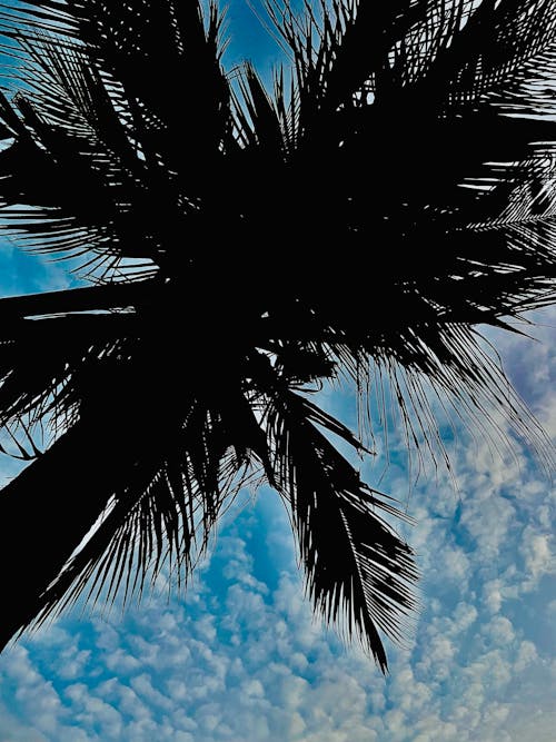 Free stock photo of beautiful sky, cloudy skies, coconut tree Stock Photo