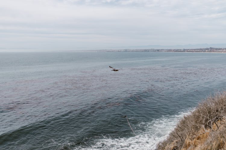 Bird Flying Over The Sea