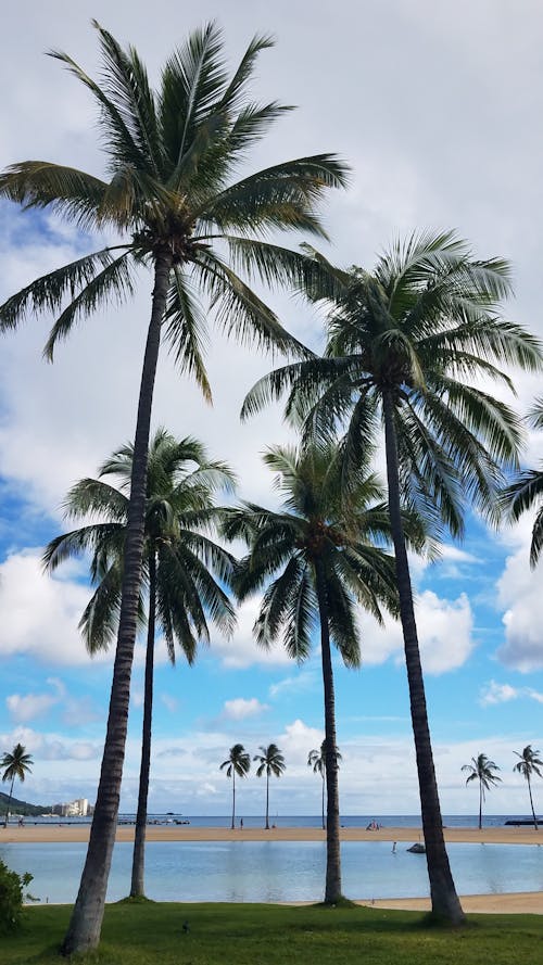 Darmowe zdjęcie z galerii z morze, palmy, pionowy strzał