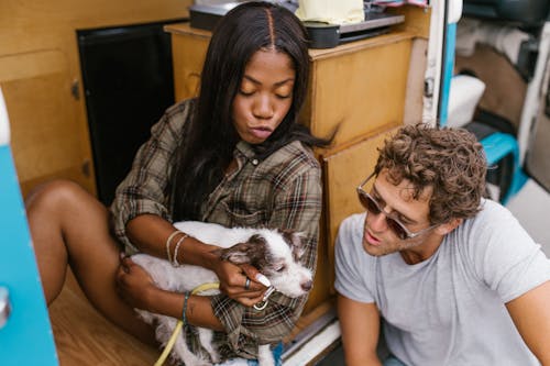 Immagine gratuita di animale domestico, camper, cane