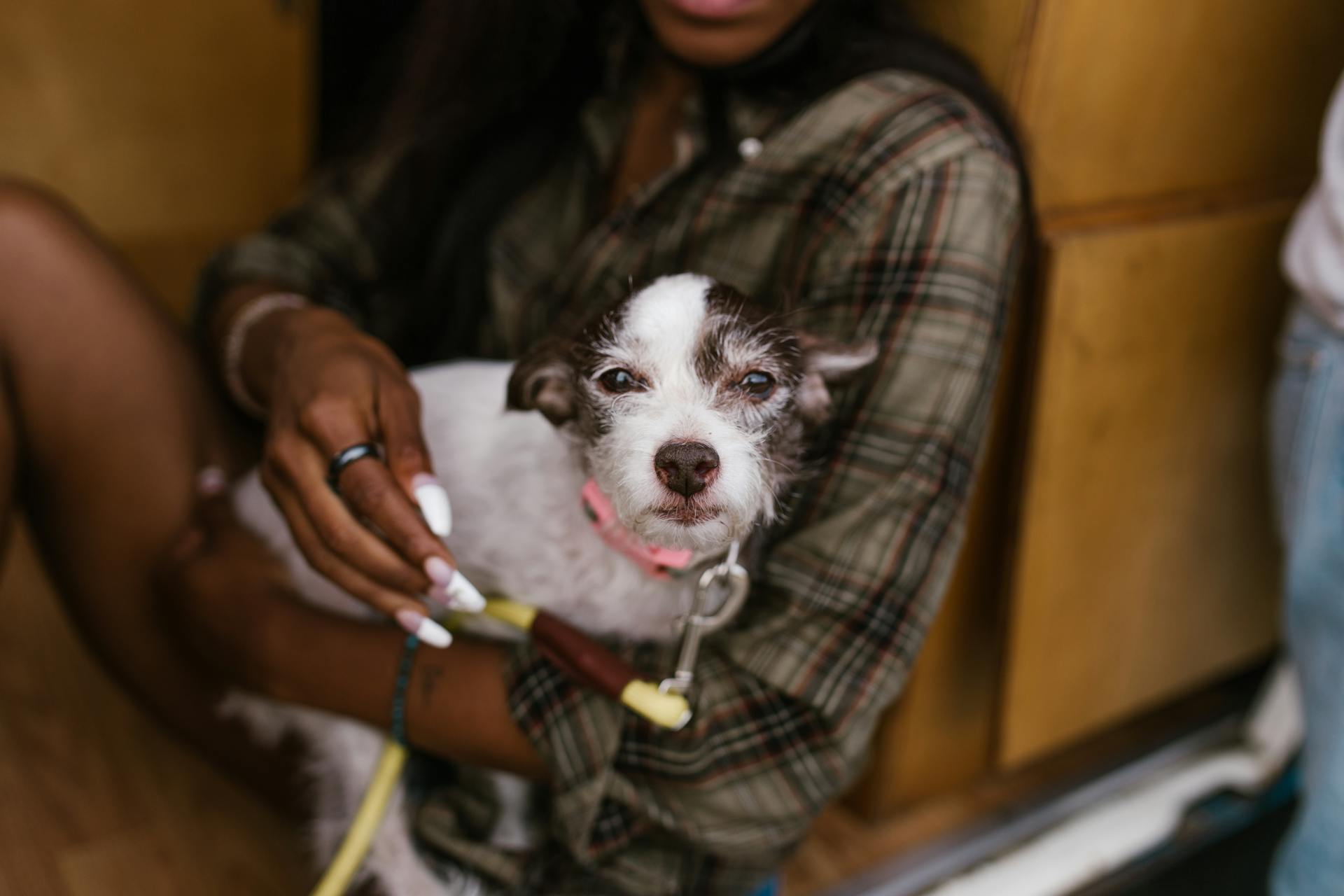 Photo of Woman Holding a Dog