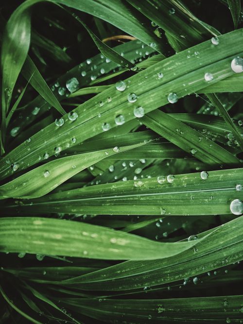 Free Macro shot of fresh green leaves with dewdrops, showcasing natural beauty and texture. Stock Photo