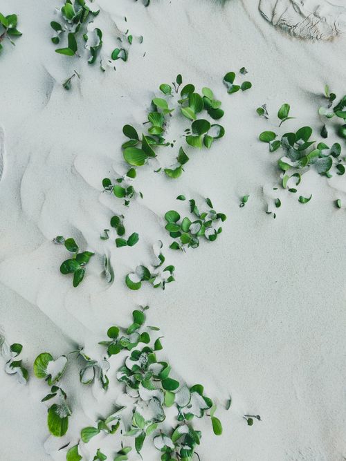 Free Close-up of green leaves scattered on a white sandy texture, ideal for nature backgrounds. Stock Photo