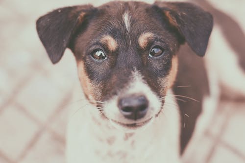 Free Close-Up Photography of a Dog Stock Photo