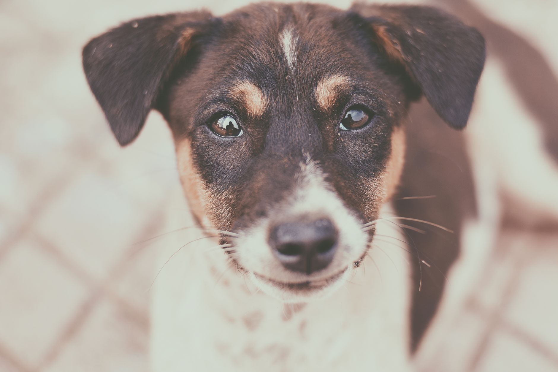 犬用サプリ 目のケア製品の正しい与え方と注意点