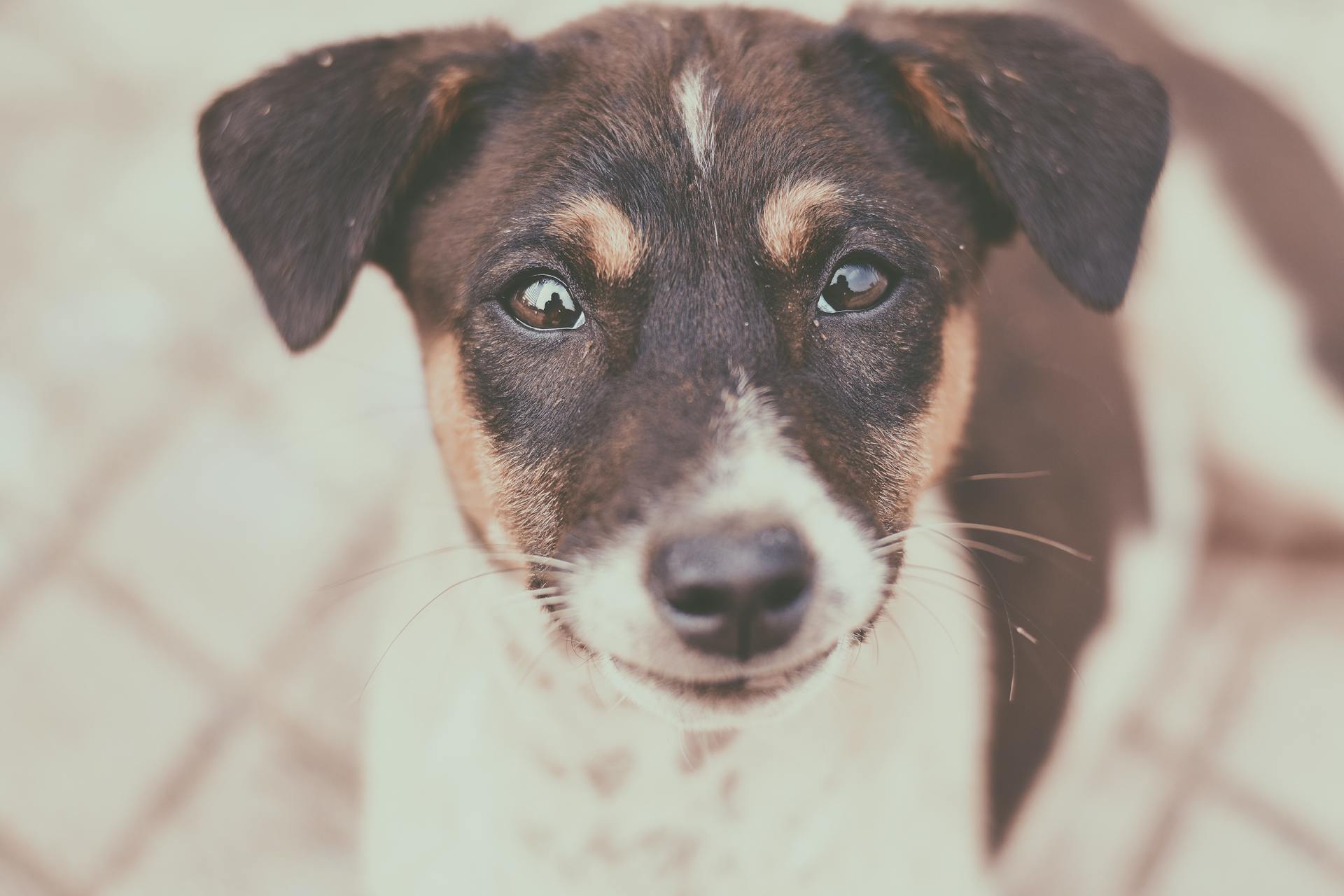 Close-Up Photography of a Dog