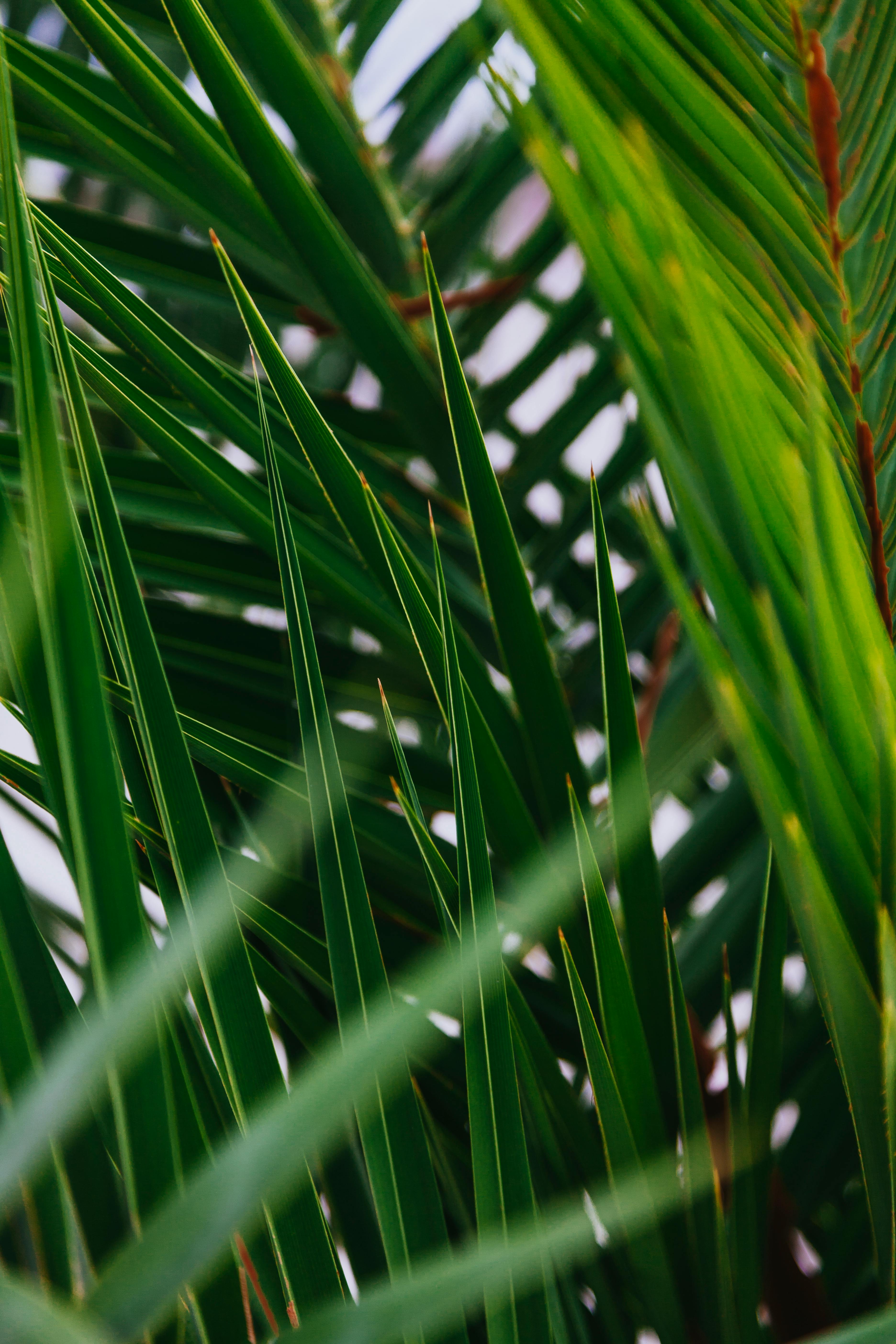 Detailed view of lush green palm leaves showcasing natural patterns and textures.