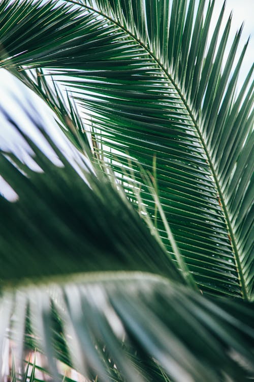 Close-Up Shot of Palm Leaves 