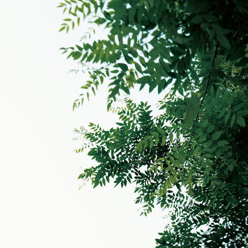 Kostnadsfri bild av frodig, lågvinkelfoto, löv