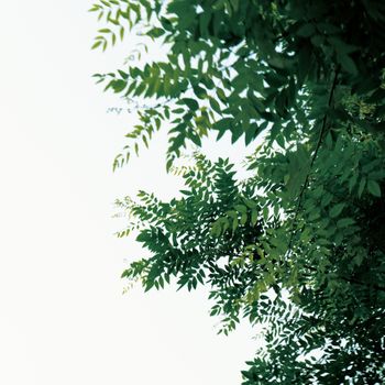 Khadi Mauri Herbal Neem Shampoo  