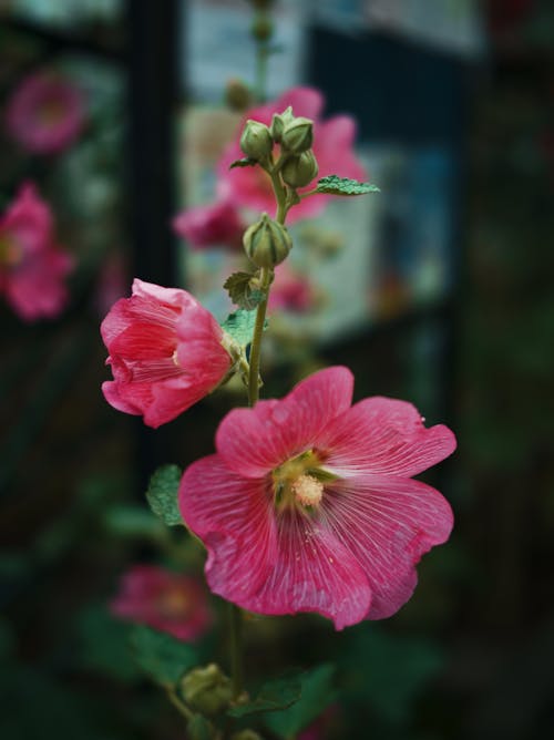 Close-Up Photo of Pink Flowers