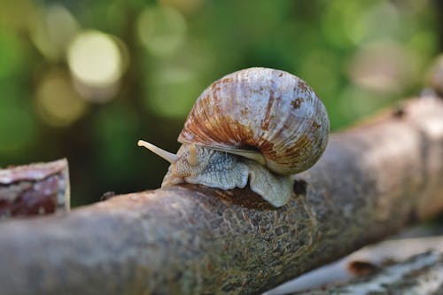 Brown Snail on Tree Trunk