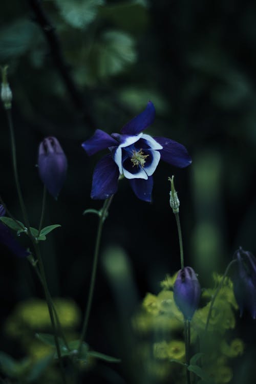 Photos gratuites de ancolie bleu colorado, arrière-plan flou, bourgeons de fleurs