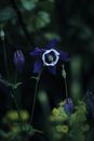 Close-Up Shot of Blue and White Flower