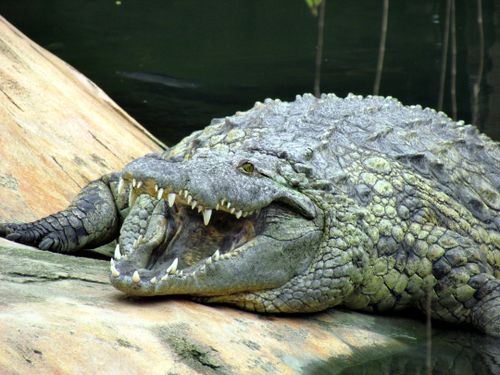 Free Intense close-up of a crocodile on a rock in Pierrelatte, showcasing its fierce teeth and detailed scales. Stock Photo