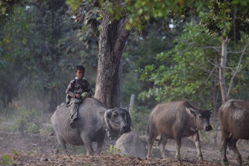 Free stock photo of asian boy, buffalo, poverty