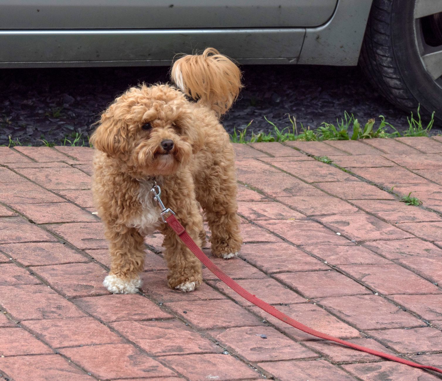 Free stock photo of cavapoo, dog