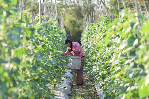 Free A Woman Harvesting Crops Stock Photo