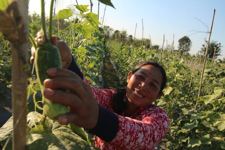 A Woman Harvesting Vegetable