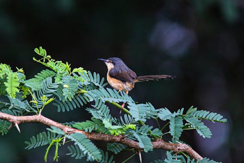 Foto d'estoc gratuïta de animal, ashy prinia, au