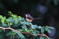 Brown and Black Bird on Tree Branch