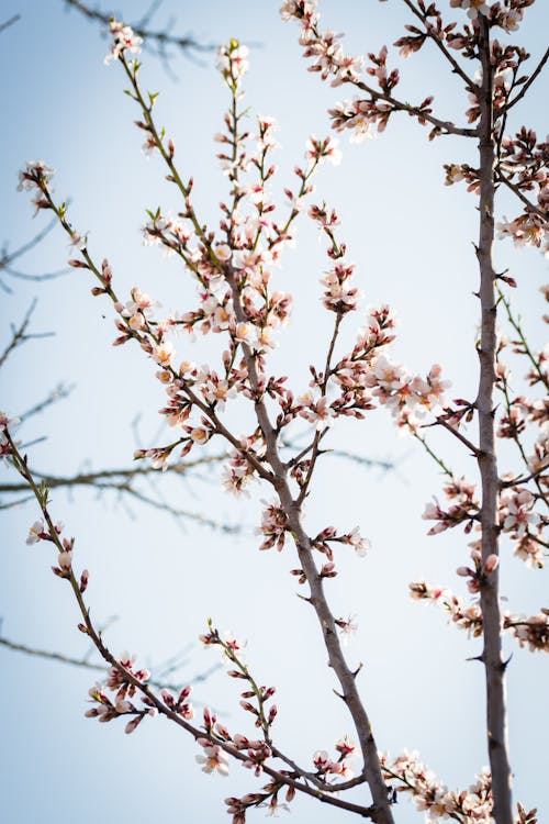 White Cherry Blossom Tree