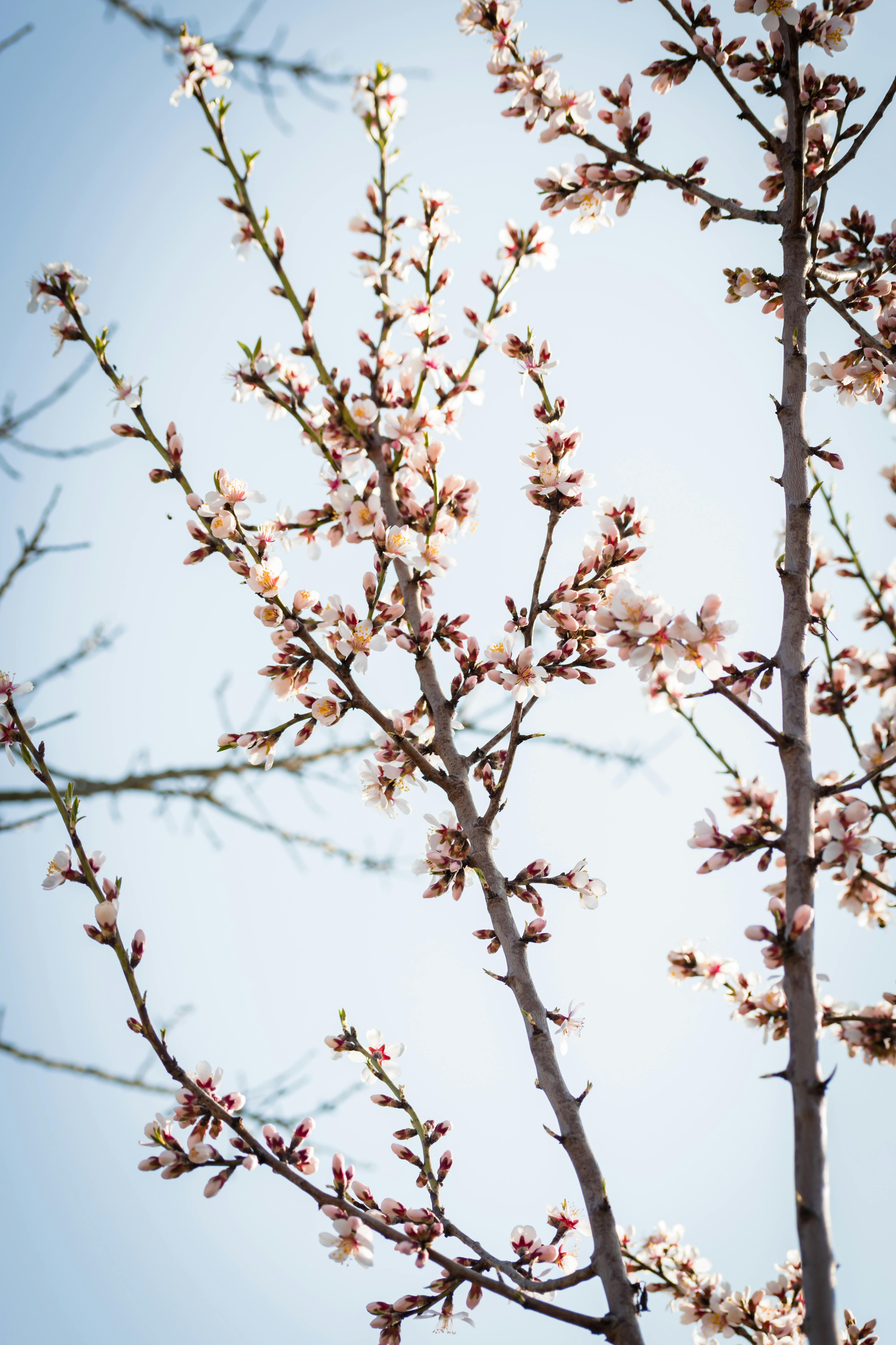 + Fotos y Imágenes de Flor de almendro Gratis · Banco de Fotos Gratis