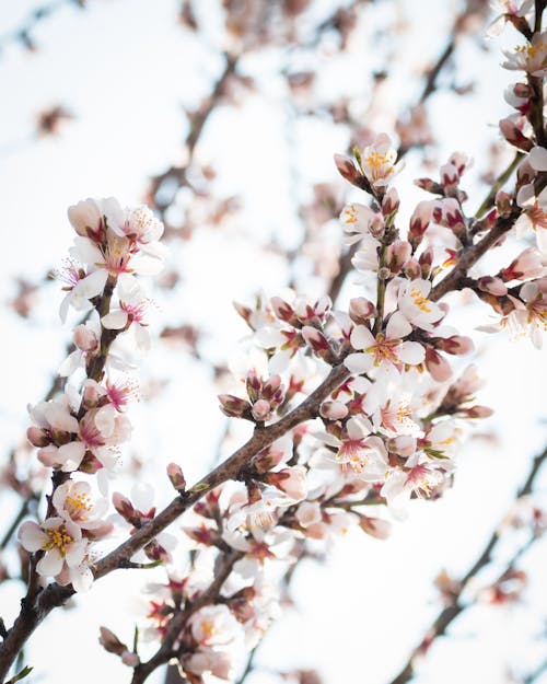 Cherry Blossom Tree in Bloom