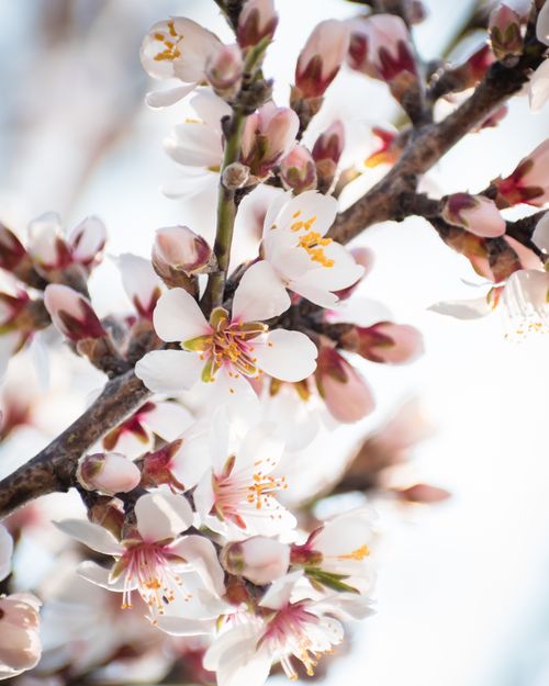 Free Detailed shot of delicate cherry blossoms in full bloom, highlighting their beauty and elegance. Stock Photo