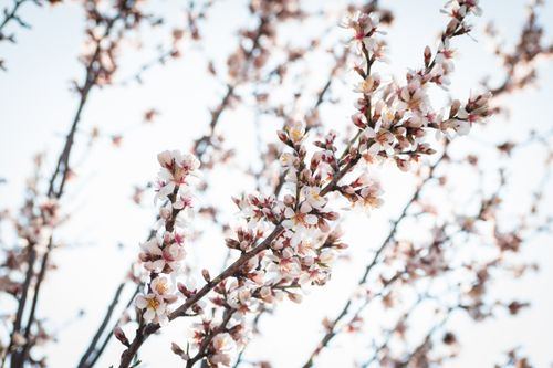 Free Close-up of almond blossoms on branches with a white sky background, capturing the essence of spring. Stock Photo