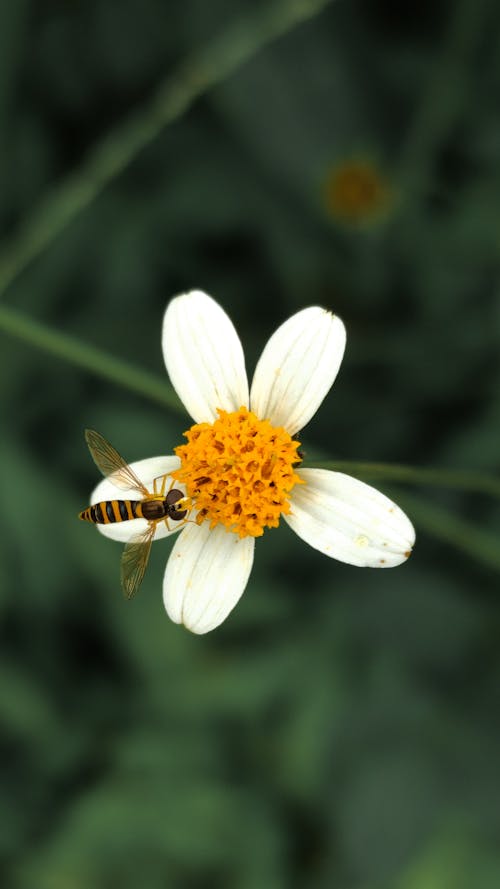 Free BeepPerched on White Flower Stock Photo