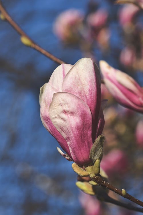 Free stock photo of blooming tree, magnolia, petals