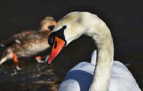 Free stock photo of bird s beak, swan, waterfowl