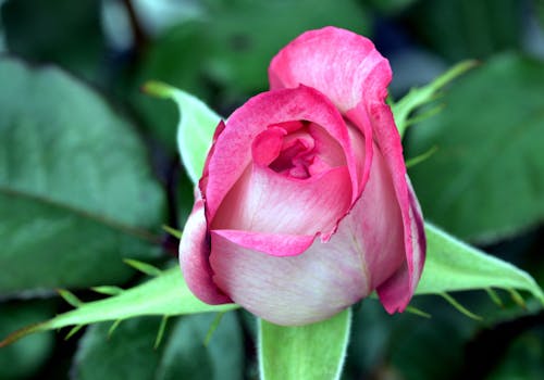 植物群, 特寫, 粉紅色的玫瑰 的 免費圖庫相片