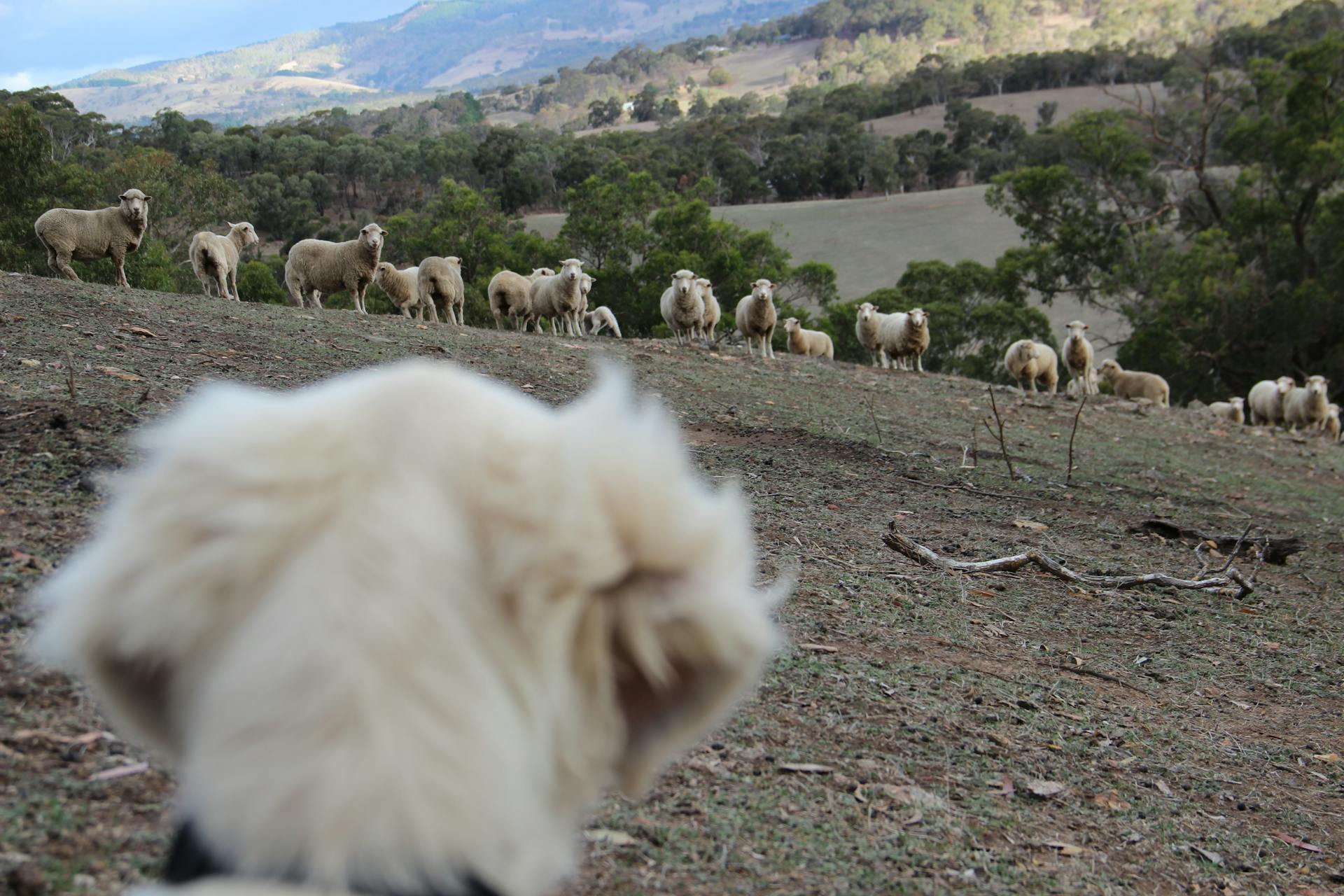 A Herd of Sheep in the Meadow