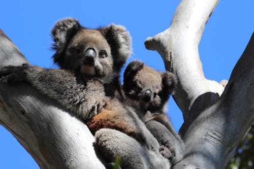 Low Angle Shot of Koalas on a Tree