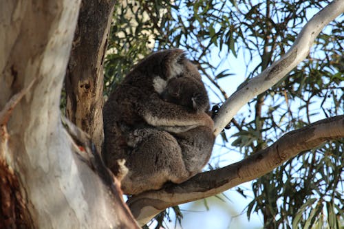 Koala Hugging each other on a Tree Branch 