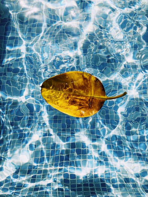 Yellow and Brown Leaf in the Swimming Pool