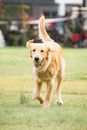 Golden Retriever Running on Green Grass Field