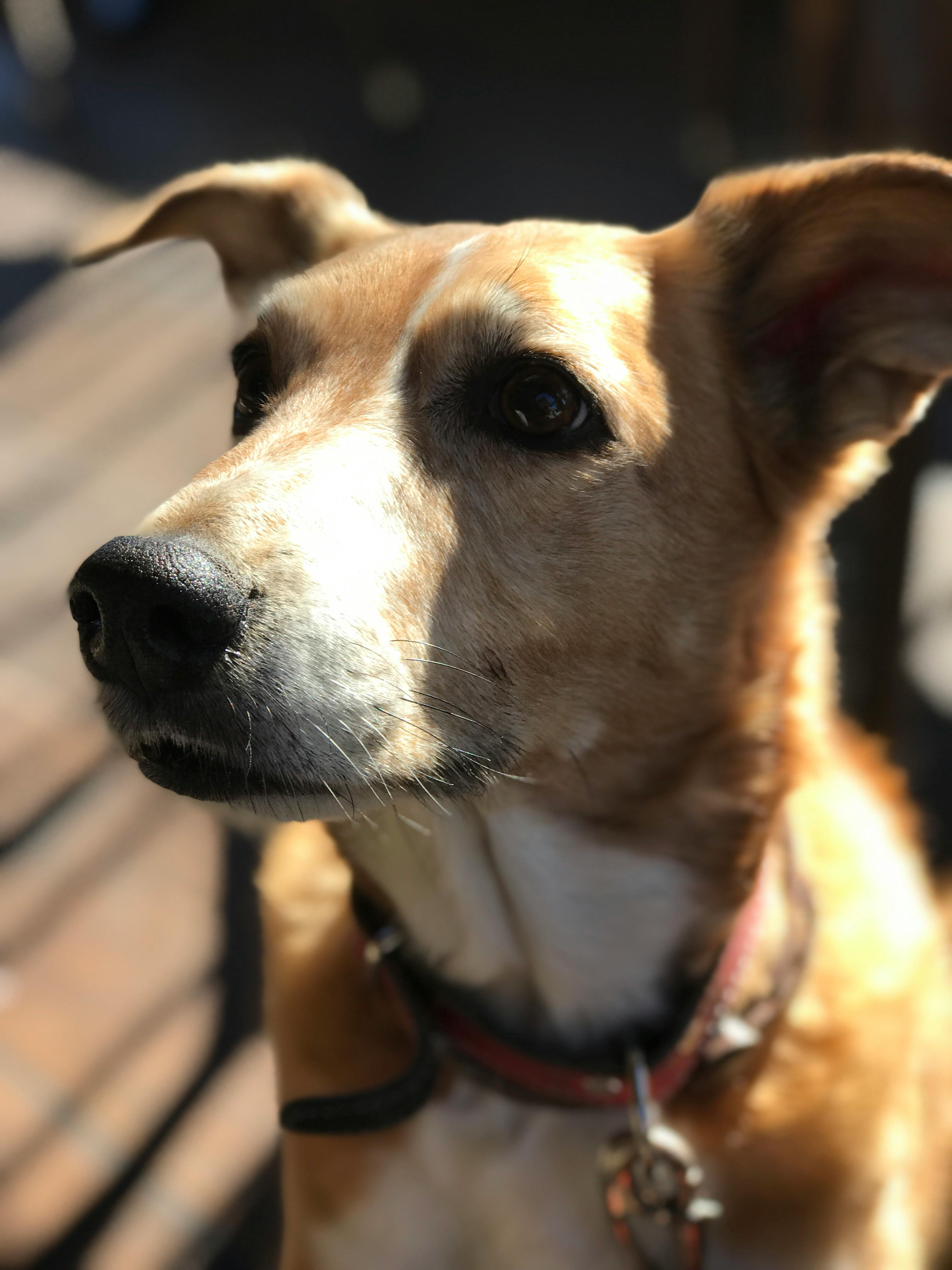 Medium Short-coated Tan Dog on Focus Photo