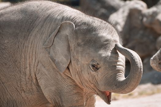 Adorable baby African elephant calf captured in the outdoors, highlighting its playful nature.