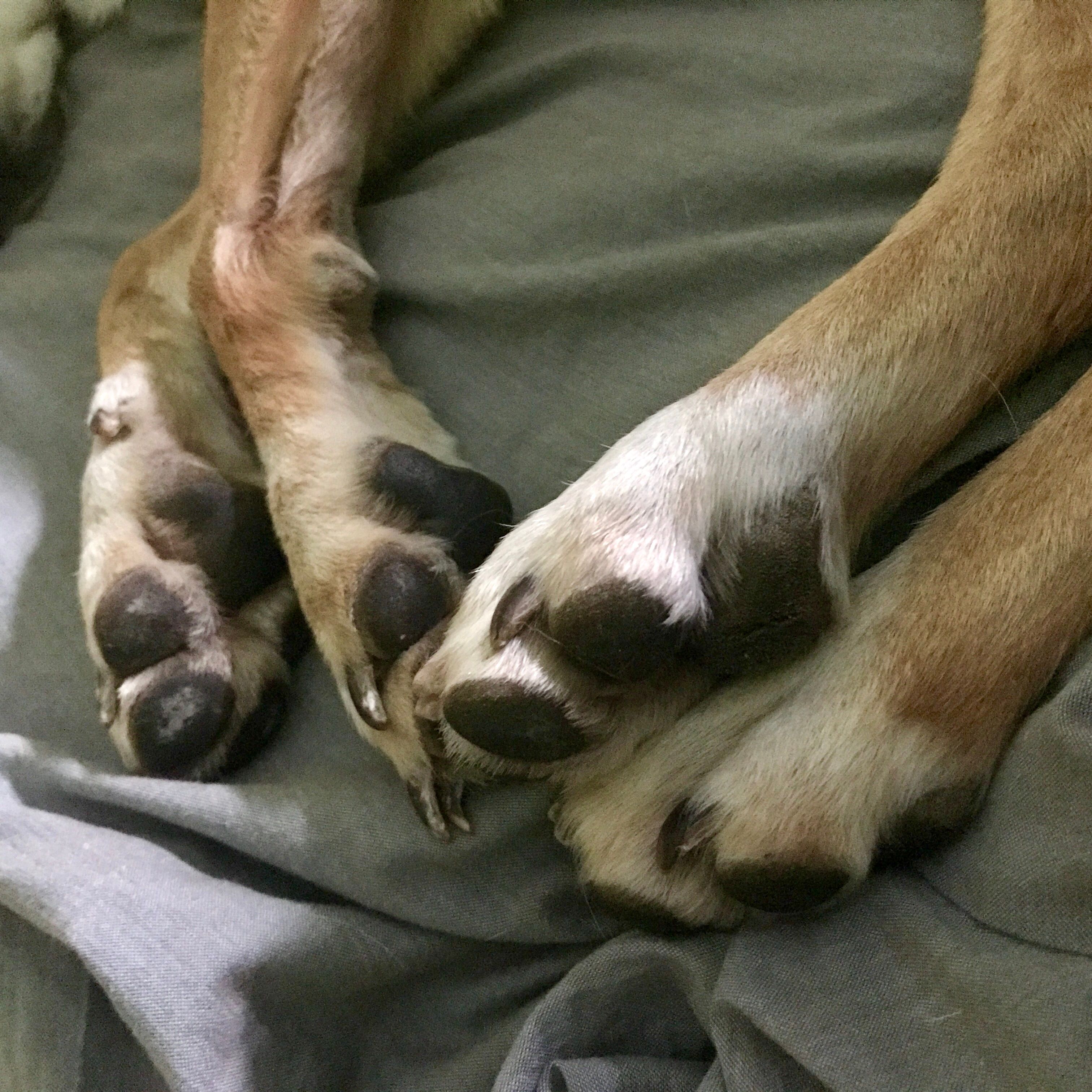 Free Stock Photo Of Dog Legs