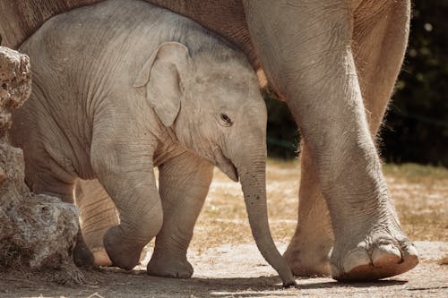 Základová fotografie zdarma na téma africký slon, detail, divočina