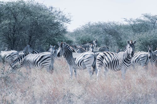 Zebras on Grass Field