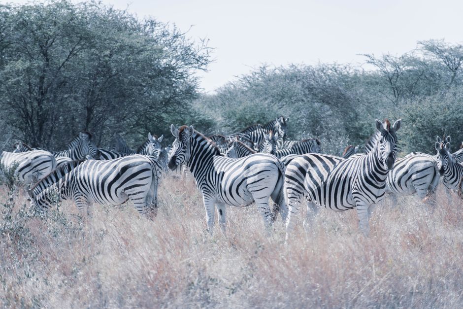 Outstanding Panorama Route Full Day Tour Review: South Africa's Most Breathtaking Scenic Adventure Review 2026 - A group of zebras standing together in a serene African savanna scene, ideal for wildlife themes.