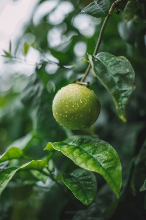 Free Soft focus of round green key lime with waterdrops hanging on tree branch with green leaves in garden on summer day in rainy day Stock Photo