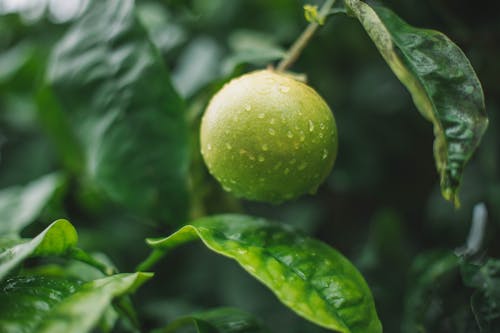 Fotobanka s bezplatnými fotkami na tému botanický, botanika, čerstvý