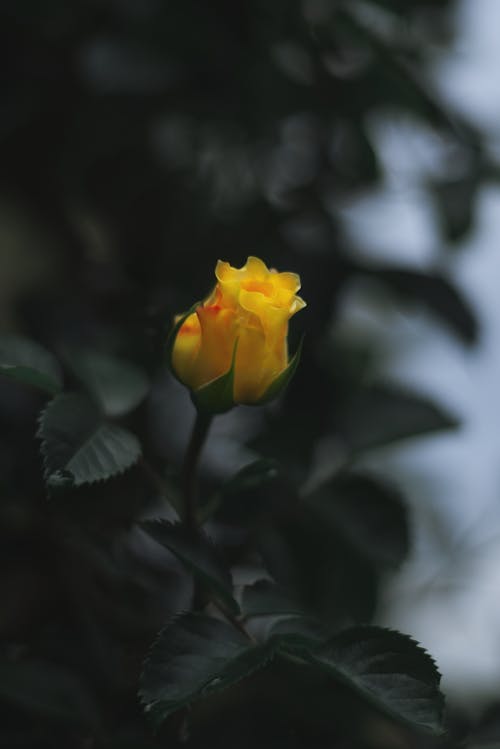 คลังภาพถ่ายฟรี ของ กุหลาบสีเหลือง, ดอกตูม, ต้นไม้